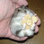 しっかり粟の穂を掴むんです