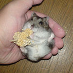 まだまだ、粟の穂食い