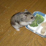 ブロッコリーを食べるユウキ