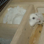 寝室から顔を出すアイ