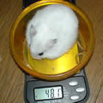 体重は増えてるけど・・・