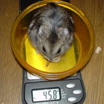 体重はちょっとだけ増えました