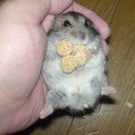 粟の穂肌だし食い中ののんちゃん