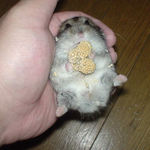 まだまだ、食べています