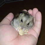 粟の穂で手乗り食い