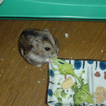 ブロッコリーを食べているのんちゃん