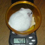 体重はやっぱり変わらず