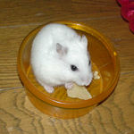 りんごチップを食べています。