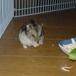 チーズを食べてるのに不機嫌