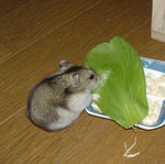 青梗菜を食べるユウキ