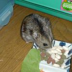 コメコメポップを食べるのんちゃん