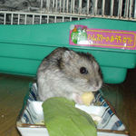 チーズを食べてるのんちゃん