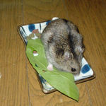 青梗菜を食べてるのんちゃん