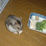 鶏ささみを食べるユウキ