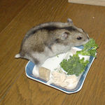 ブロッコリーを食べているユウキ