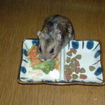 ブロッコリーを食べるのんちゃん