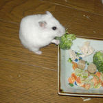 アイもブロッコリーに食いついています