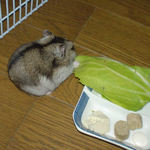 青梗菜に食いついているユウキ