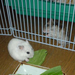 青梗菜を食べてるアイと奥ののんちゃん