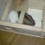 アイを追いかけるのんちゃん