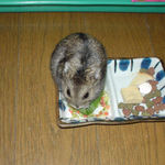 青梗菜に食いついているのんちゃん