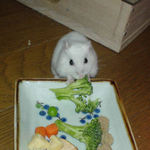 ブロッコリーを食べてカメラ目線