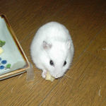 チーズを食べてるアイ