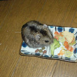 ブロッコリーに齧りつくのんちゃん