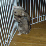 ひたすらサークルカジカジ