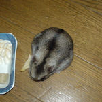 乾燥りんごチップを食べてるユウキ