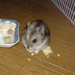 コーンを食べるユウキ