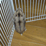 コブラなユウキ