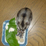 蕎麦の実をほおばるユウキ