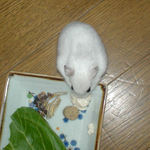 アイもジョニーはうまいらしい