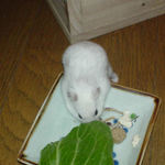 蕎麦の実を収集中