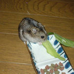 青梗菜に齧りついているのんちゃん