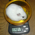 体重はちょい増えだが・・・