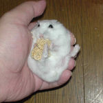 粟の穂食べてます