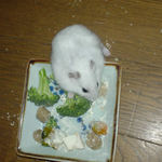 ブロッコリーを食べるユウキ