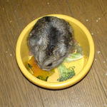 かぼちゃを食べるのんちゃん