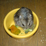 ブロッコリーを食べるのんちゃん