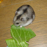 青梗菜を食べるユウキ