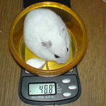 体重は微増