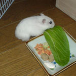 青梗菜に食いついているアイ