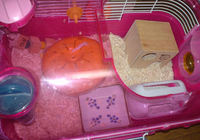 外れて落ちている回し車