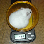 今日も体重が少し増えました。