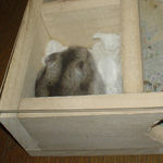 寝室で毛づくろい中のユウキ