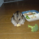 ハム用チーズを食べるユウキ