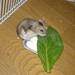 小松菜おいしくない？