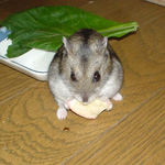 乾燥りんごチップを食べています。